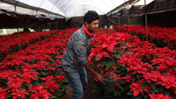 Bunga Poinsettia Bermekaran Semarakkan Natal di Meksiko