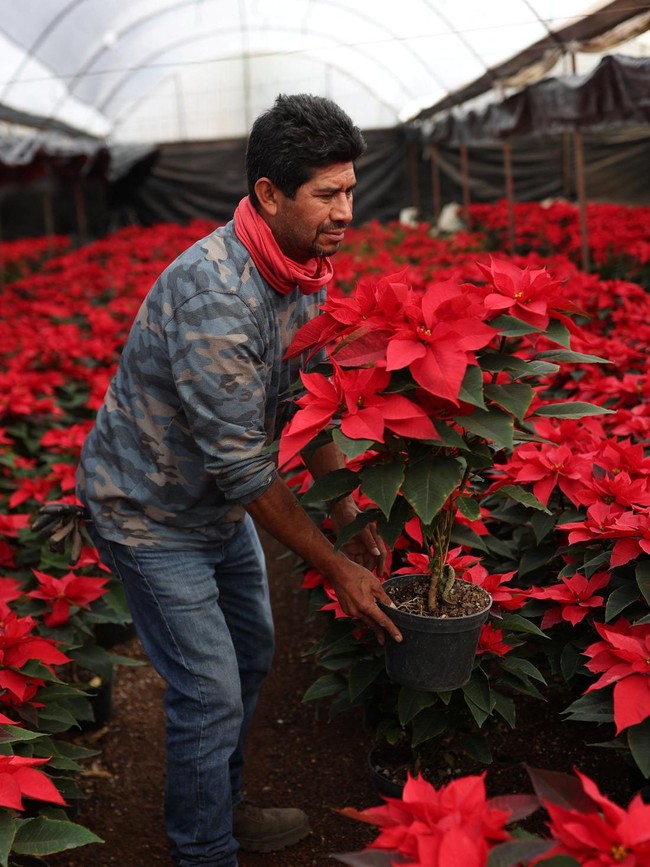 Bunga Poinsettia Bermekaran Semarakkan Natal di Meksiko
