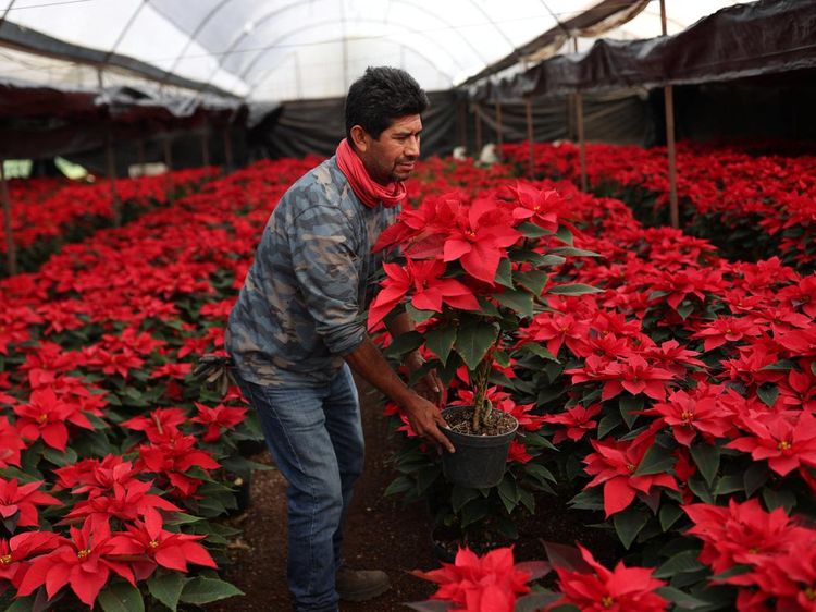 Bunga Poinsettia Bermekaran Semarakkan Natal di Meksiko