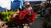 Di Meksiko, poinsettia dapat dilihat di rumah-rumah, bisnis, dan area publik selama musim liburan. Jutaan diperkirakan akan terjual pada musim Natal ini, terutama di Xochimilco, di selatan Kota Meksiko, yang berfungsi sebagai pusat bagi penduduk setempat untuk membeli poinsettia meriah mereka. REUTERS/Henry Romero