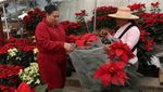 Bunga Poinsettia Bermekaran Semarakkan Natal di Meksiko