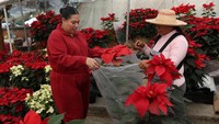 Warga memilih bunga poinsettia untuk dibawa pulang, meneruskan kebiasaan yang telah hidup sejak masa pra-Hispanik. Setiap tahun, dekorasi berwarna oranye dari Hari Orang Mati digantikan oleh warna kemerahan Natal yang diwujudkan dalam bunga yang juga dikenal sebagai Flor de Nochebuena (bunga Malam Natal dalam bahasa Spanyol). Euphorbia pulcherrima digunakan pada era pra-Hispanik untuk upacara dan untuk memperindah taman, menurut Universitas Nasional Otonom Meksiko (UNAM). REUTERS/Henry Romero