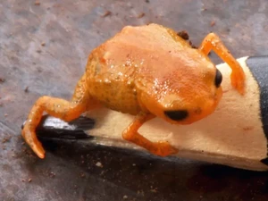 Katak Labu Spesies Baru, Ukuran Sekecil Ujung Pensil!