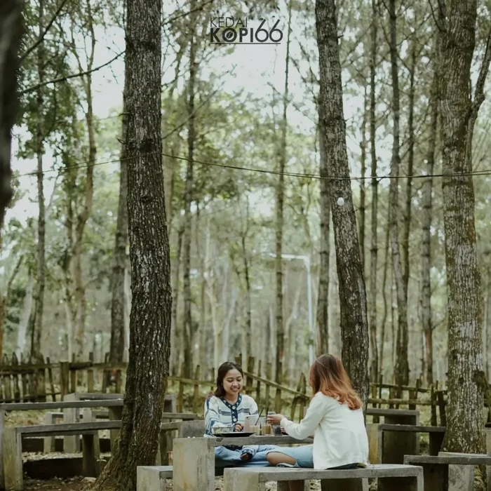 Kedai Kopi 66 Kediri, Ngopi di Tengah Hutan Pinus yang Sejuk dan Tenang
