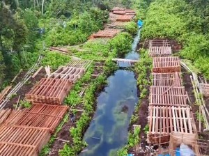 KLH Duga Temuan 300 Kubik Kayu di Inhu Hasil Illegal Logging di Areal HPT
