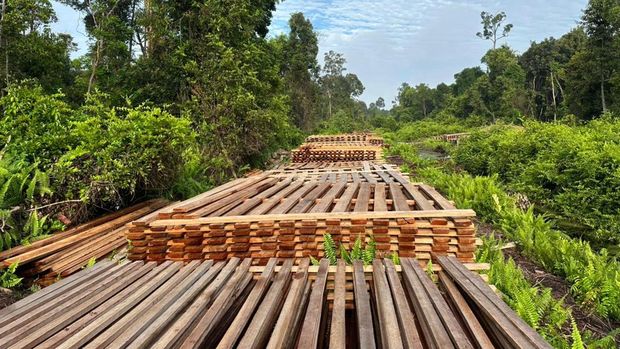 Potret ratusan kubik kayu hasil illegal logging yang dibongkar polisi di Indragiri Hulu, Riau. Potret ratusan kubik kayu hasil illegal logging yang dibongkar polisi di Indragiri Hulu, Riau.