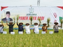 Jatma Aswaja Gelar Panen Raya Padi di Tegal Dukung Ketahanan Pangan Nasional
