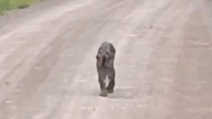 Tangkapan layar diduga macan dahan berkeliaran di Kotabaru. (Istimewa)