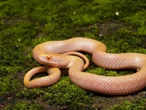 Petugas Satwa Temukan Hewan Albino, Dikira Kadal Ternyata Ular