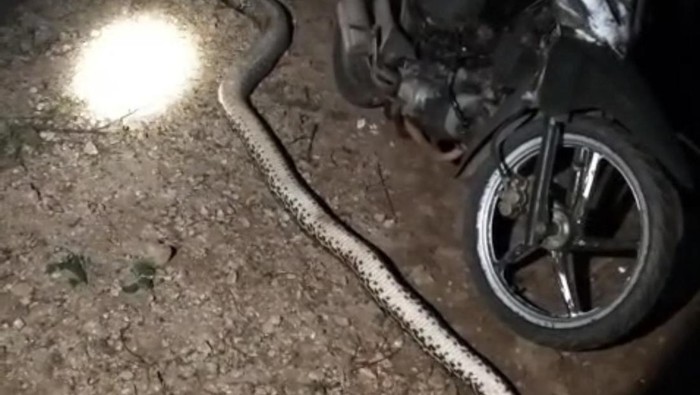Ular Piton 5 Meter Mangsa Kambing Warga di Muna Barat, Langsung Mati Ditebas