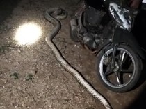 Ular Piton 5 Meter Mangsa Kambing Warga di Muna Barat, Langsung Mati Ditebas