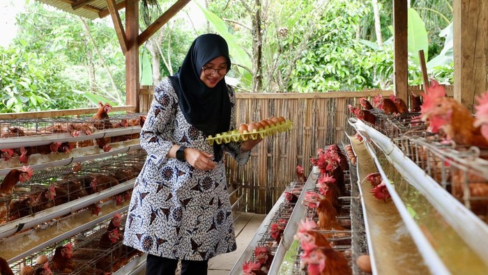 Unik, Desa Pakel Banyuwangi Bagi Telur Gratis dari Peternakan