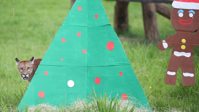 An elephant eats vegetation from a Christmas-themed enrichment item provided by its keepers during Christmas celebrations at the Hacienda Napoles zoo in Puerto Triunfo, Colombia, December 11, 2025. REUTERS/Juan David Duque