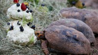 Kura-kura raksasa menikmati “boneka salju” yang terbuat dari buah dan sayuran, sajian khusus Natal yang disiapkan tim perawat satwa. REUTERS/Juan David Duque