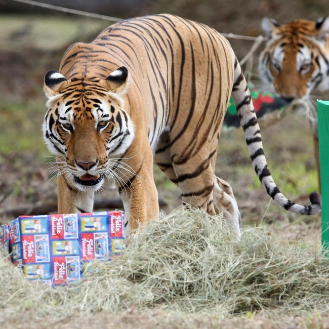 Momen Seru Perayaan Natal bagi Satwa di Kebun Binatang Kolombia