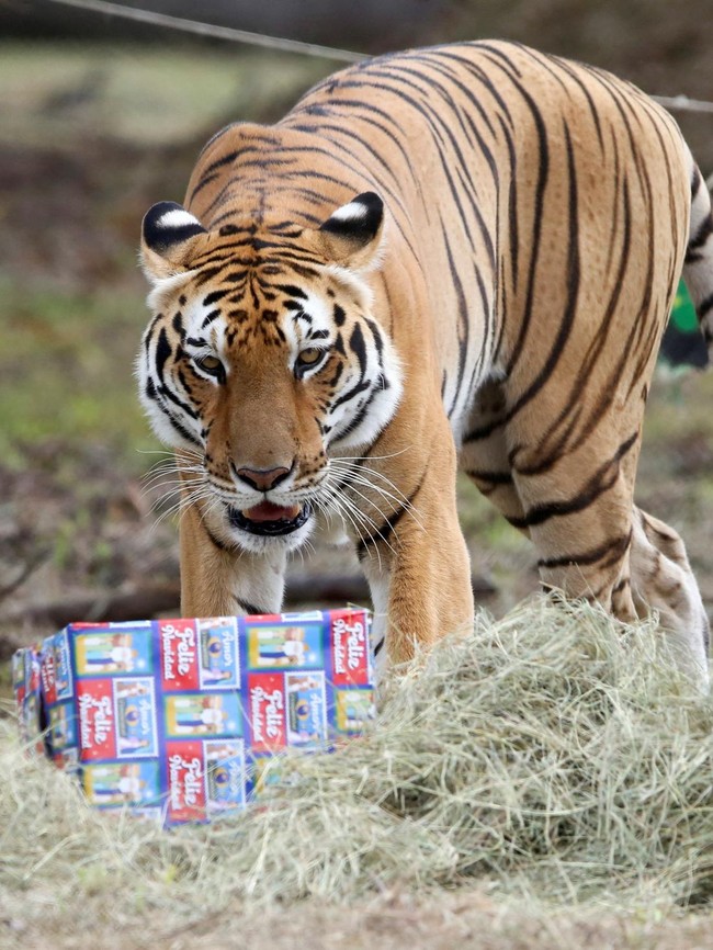 Momen Seru Perayaan Natal bagi Satwa di Kebun Binatang Kolombia