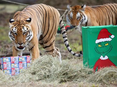 Momen Seru Perayaan Natal bagi Satwa di Kebun Binatang Kolombia
