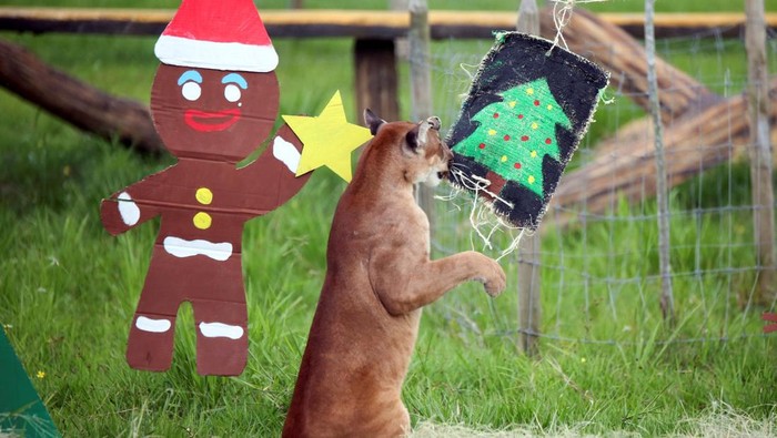 An elephant eats vegetation from a Christmas-themed enrichment item provided by its keepers during Christmas celebrations at the Hacienda Napoles zoo in Puerto Triunfo, Colombia, December 11, 2025. REUTERS/Juan David Duque