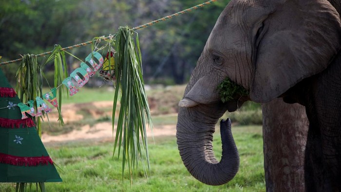 An elephant eats vegetation from a Christmas-themed enrichment item provided by its keepers during Christmas celebrations at the Hacienda Napoles zoo in Puerto Triunfo, Colombia, December 11, 2025. REUTERS/Juan David Duque