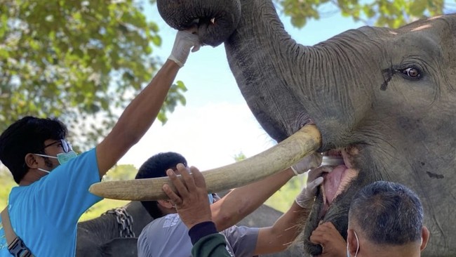 7 Pusat Konservasi Gajah di Indonesia, Kondisinya Ada yang Tak Baik-baik Saja