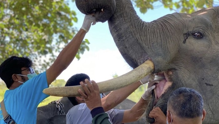 Gajah di PLG Minas, Riau menjalani perawatan kesehatan.