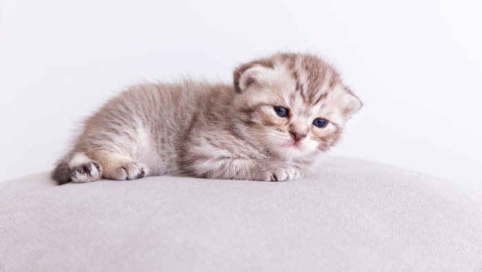 Tak Boleh Sembarangan, Ini 7 Tips Memberi Makan Anak Kucing Sesuai Usianya