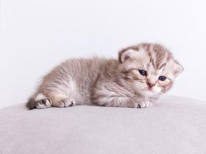 4 Anak Kucing Dianiaya Sadis, Kepala SMKN di Balikpapan Ngaku Tak Terlibat