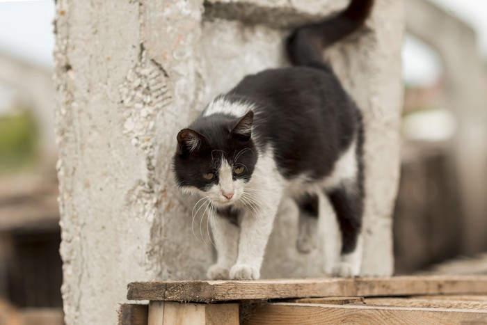 Ilustrasi foto kucing liar.