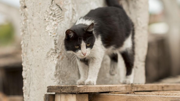 10 Cara Mengusir Kucing Liar di Rumah Tanpa Menyakiti, Bisa Pakai Bahan Alami!