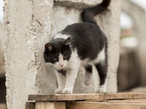 Kucing Liar Sering Datang ke Rumah? Ini Cara Aman Mengusirnya Tanpa Menyakiti