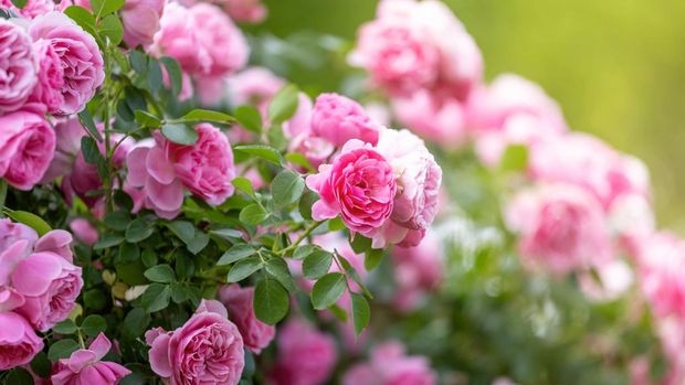 A plethora of roses blooming in the wetland park in summer.