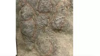 Dikira Batu Biasa, Lantai Teras Ternyata Jejak Dinosaurus 190 Juta Tahun