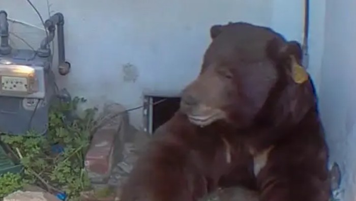 Pemilik Rumah Ini Stres gegara Ada Beruang yang Nginep dan Ogah Pergi