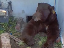 Pemilik Rumah Ini Stres gegara Ada Beruang yang Nginep dan Ogah Pergi