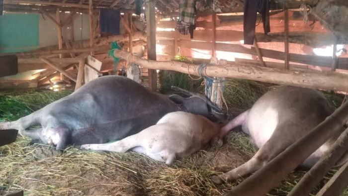 3 Kerbau Mati Tersambar Petir di Wonotunggal Batang