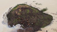 Sejumlah hewan ternak tampak berdiri di pulau kecil sisa daratan. Di beberapa daerah pedesaan, banjir merendam lahan pertanian dan kandang, memaksa pemilik ternak melakukan evakuasi darurat,memperlihatkan bagaimana banjir ini tidak hanya mengancam manusia tetapi juga ribuan hewan yang ikut terdampak. REUTERS/David Ryder