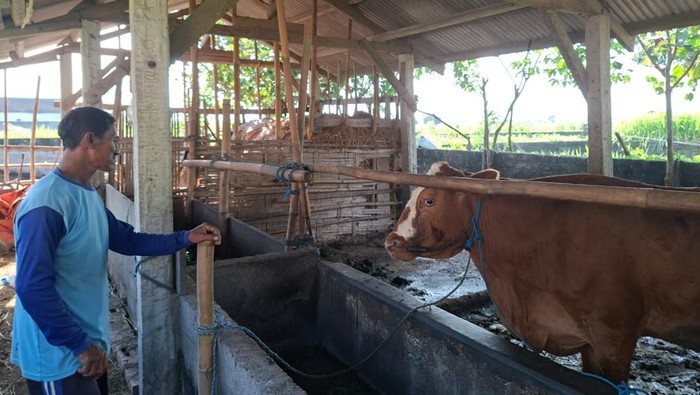 3 Ekor Sapi Milik Warga Blitar Raib Dicuri dalam Semalam