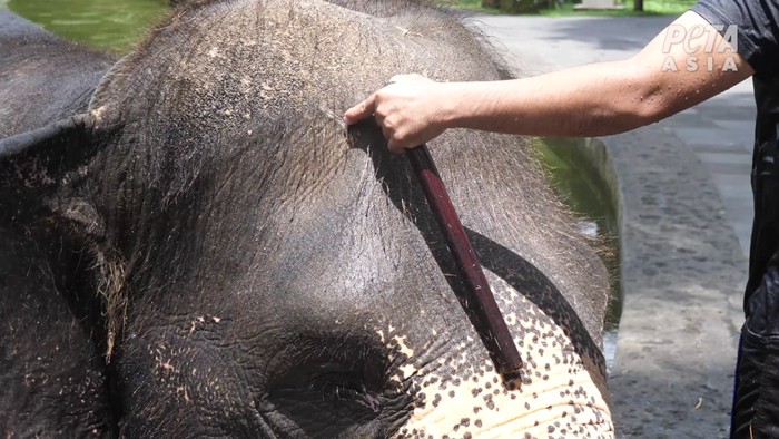 Geger 3 Objek Wisata Bali Dituding Menyiksa Gajah