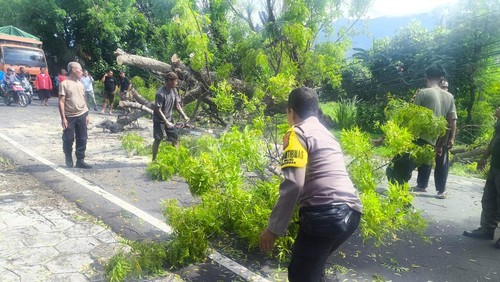 Petugas dan warga menangani pohon tumbang yang menutup badan jalan di Banjar Dinas Madan, Desa Musi, Kecamatan Gerokgak, Jumat (12/12/2025). (Made Wijaya Kusuma/detikBali)