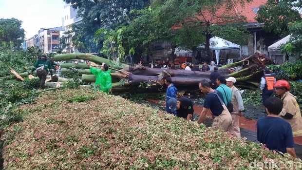 Pohon Tumbang di Pinangsia, Jakarta Barat. (Rachma Indira/detikcom)