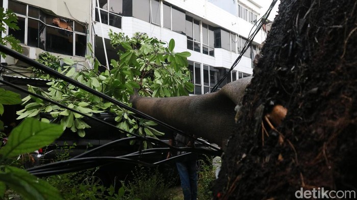 Pohon tumbang menimpa dua mobil di Jalan Pangeran Jayakarta, Jakarta Pusat, Jumat (12/12/2025). Peristiwa terjadi usai hujan deras disertai angin kencang yang mengguyur kawasan tersebut pada sore hari.