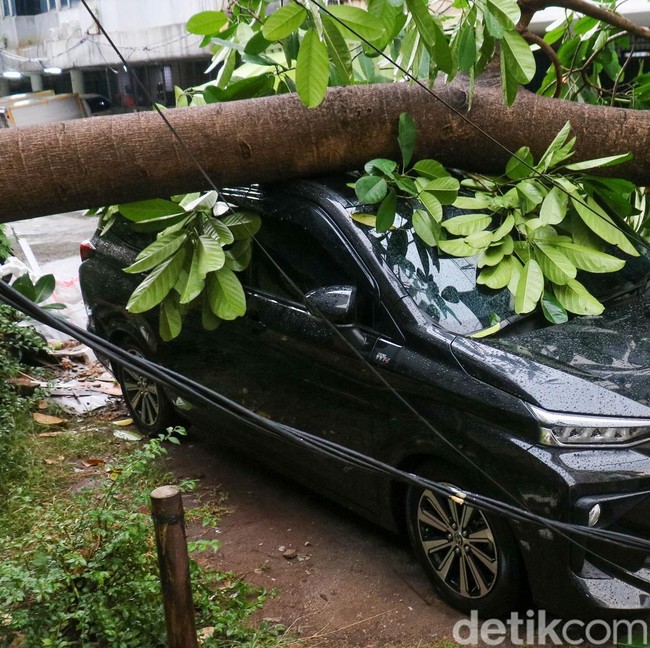 Pohon Tumbang Menimpa 2 Mobil di Pangeran Jayakarta