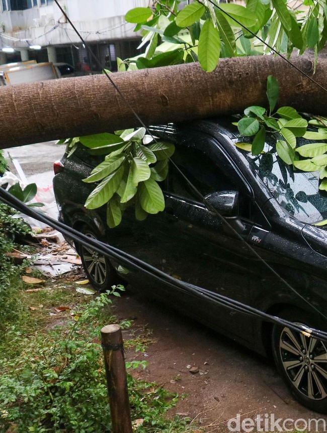 Pohon Tumbang Menimpa 2 Mobil di Pangeran Jayakarta
