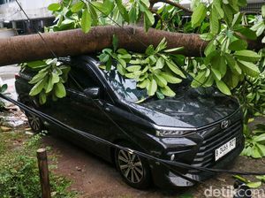 Pohon Tumbang Menimpa 2 Mobil di Pangeran Jayakarta