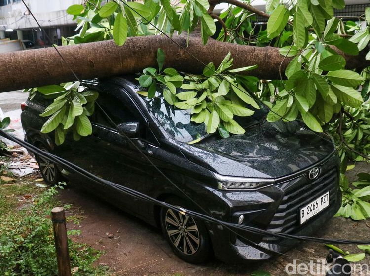 Pohon Tumbang Menimpa 2 Mobil di Pangeran Jayakarta