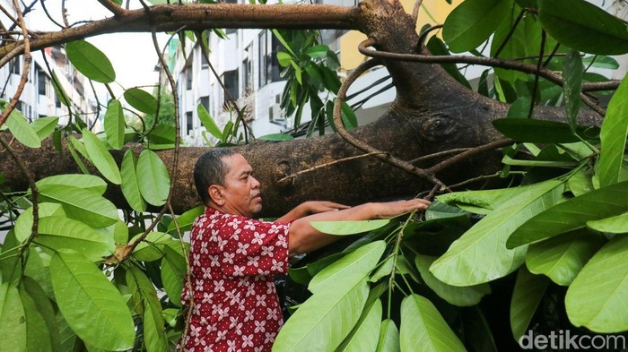 Pohon tumbang menimpa dua mobil di Jalan Pangeran Jayakarta, Jakarta Pusat, Jumat (12/12/2025). Peristiwa terjadi usai hujan deras disertai angin kencang yang mengguyur kawasan tersebut pada sore hari.
