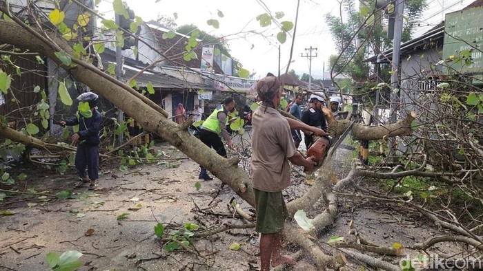 Pohon Waru Tumbang Dekat Terminal Kajen Pekalongan, Lalin Sempat Tersendat