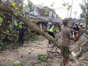 Pohon Waru Tumbang Dekat Terminal Kajen Pekalongan, Lalin Sempat Tersendat