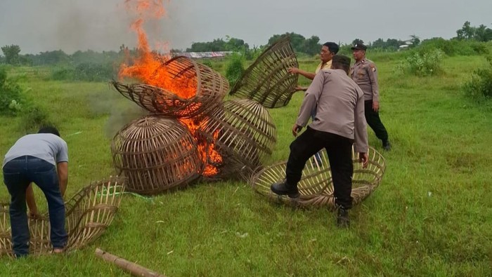 Arena Sabung Ayam di Mojokerto Dibakar Polisi Usai Digerebek