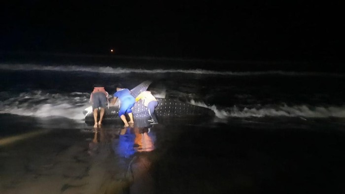 Ikan Raksasa Naga Lintang Terdampar di Pantai Kulon Progo